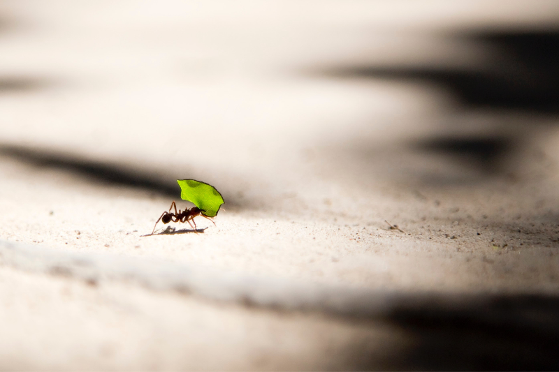 Diversity Of Life Supporting The Ecological Balance Of Forests Reforest Action