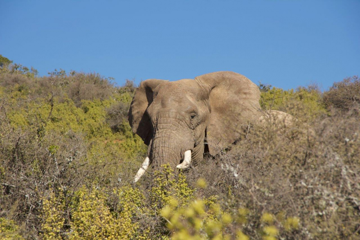 What Is Biodiversity Definition And Issues Reforest Action