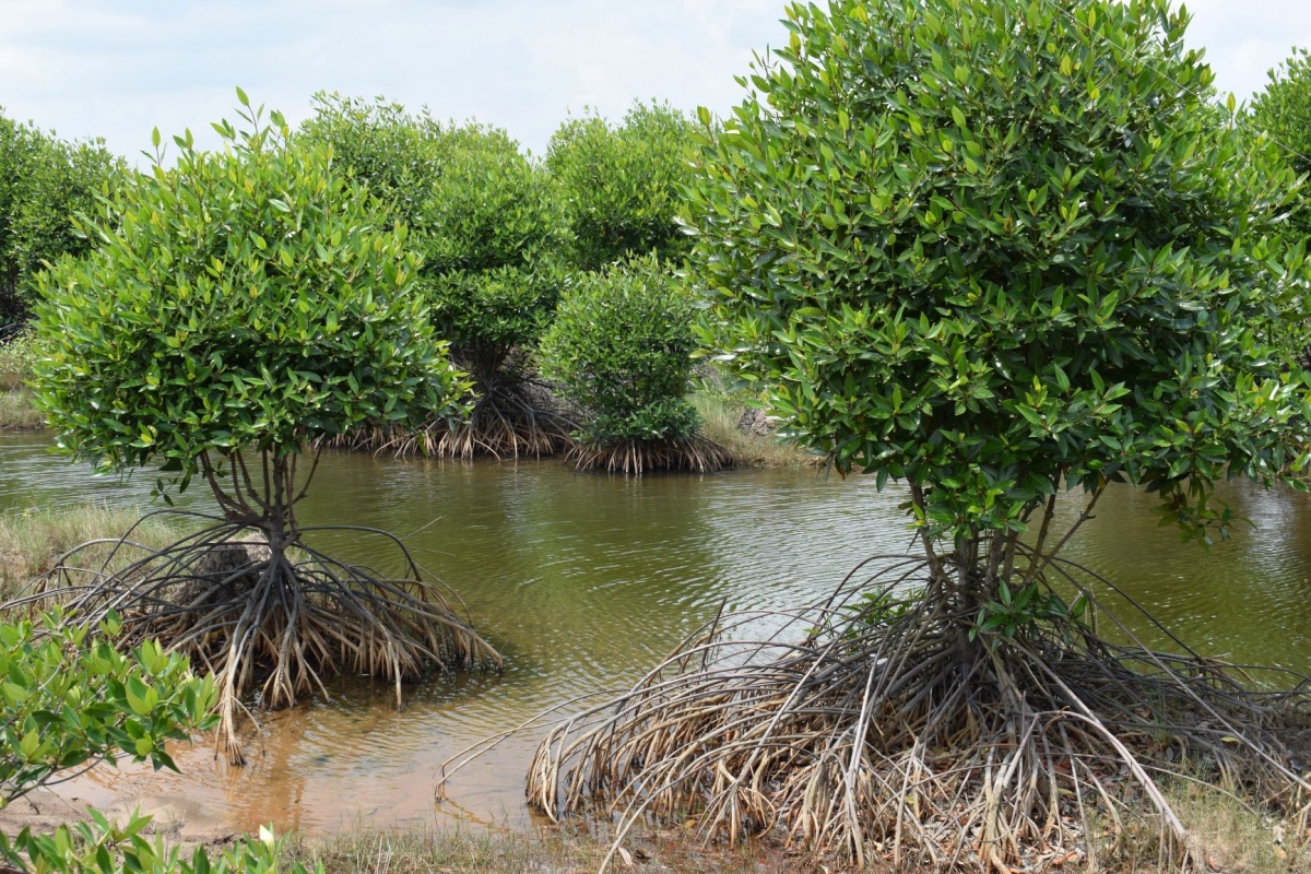 Download 71 Koleksi Gambar Flora Mangrove Terbaik 