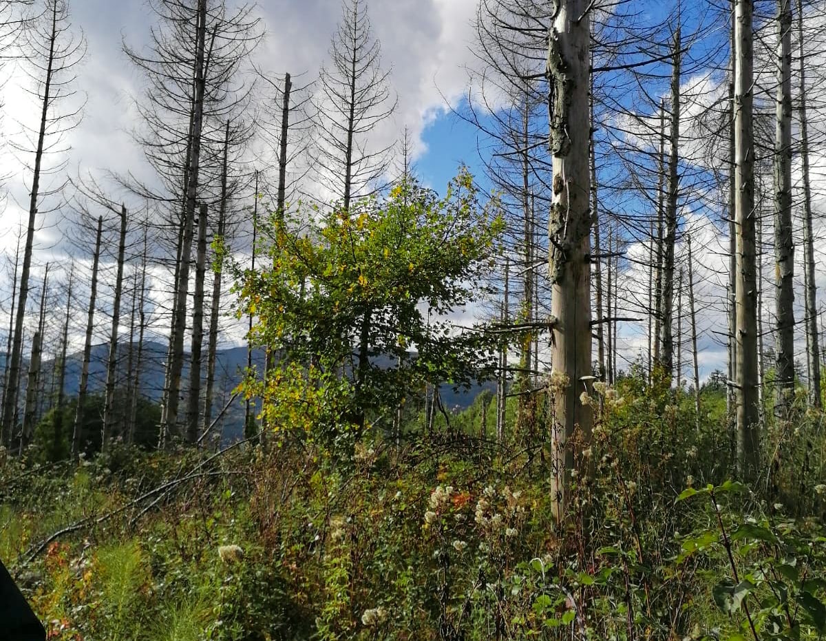 progressive-forest-diversification-in-tuscany-reforest-action