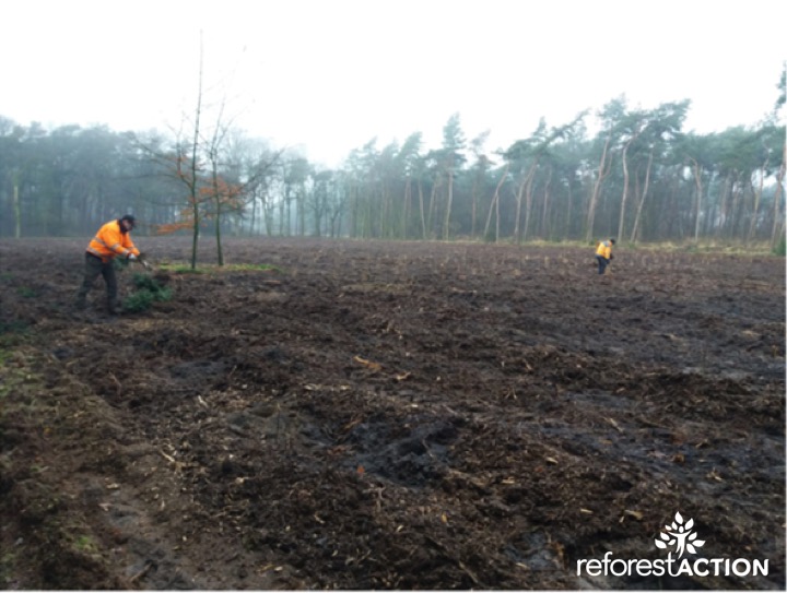 Baarle (Netherlands)  Reforest'Action