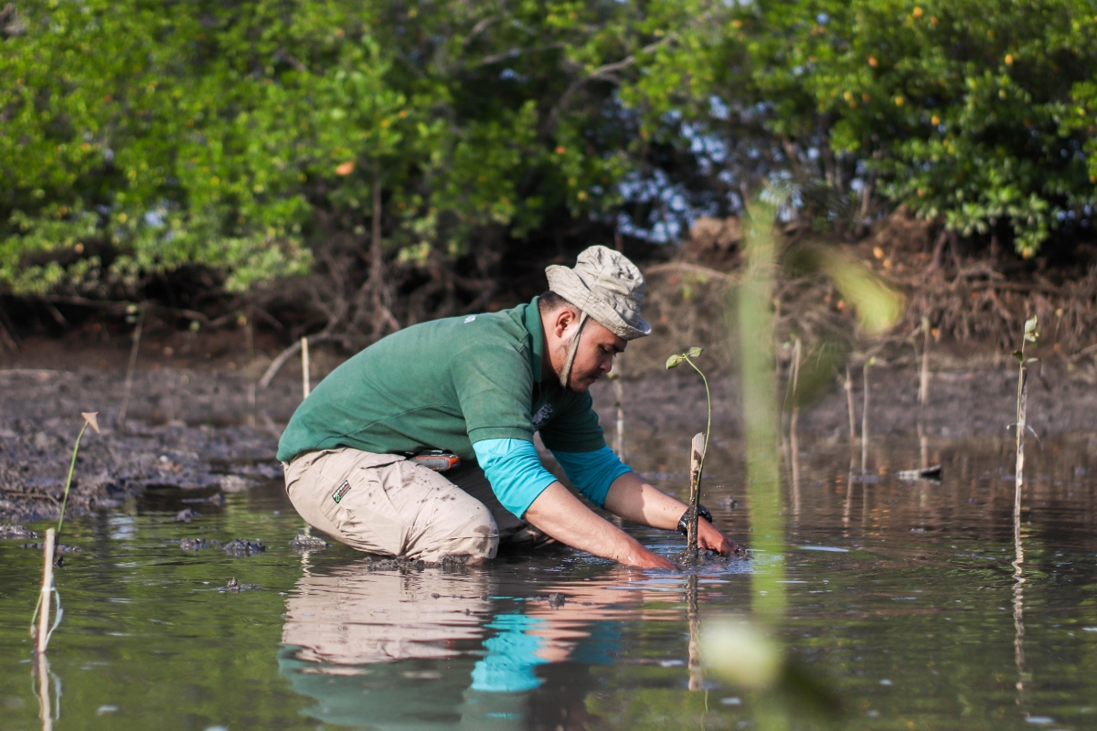 In Sumatra, local communities get involved in the mangrove restoration ...